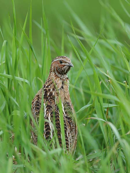 Viiriäinen, Common Quail, Coturnix coturnix